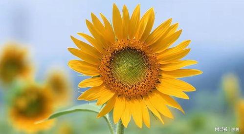 迟开的向日葵在线观看,探寻心灵绽放的奇迹之旅